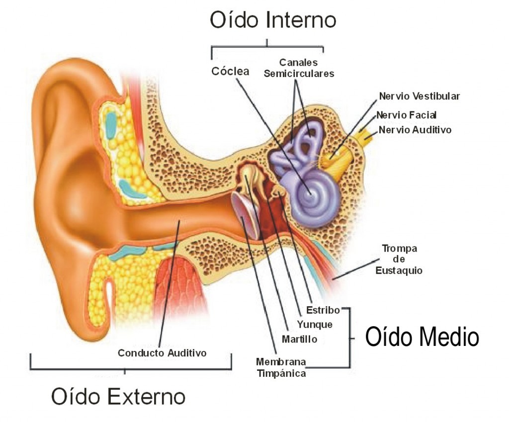 ejercicios rehabilitacion vestibular vertigo inestabilidad equilibrio