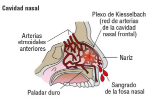 anatomia-nariz-sangrado