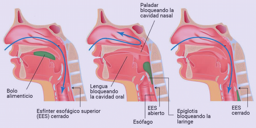 cuáles son las fases de la deglución