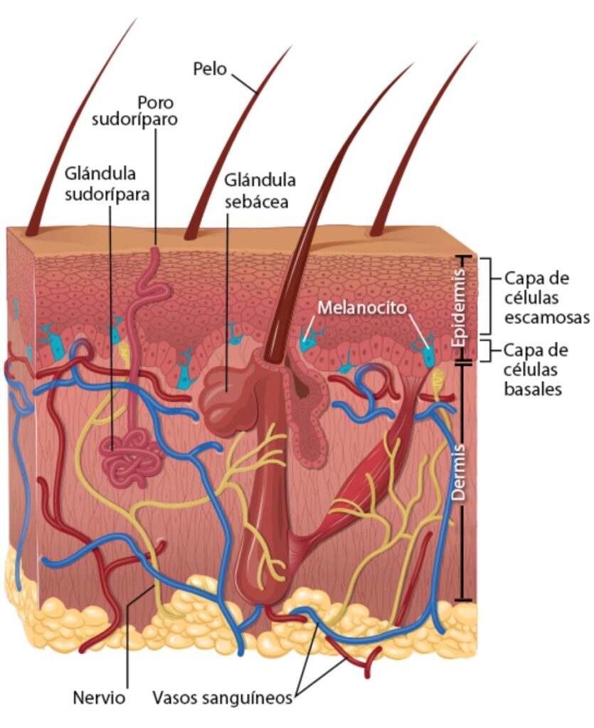 Células de la piel