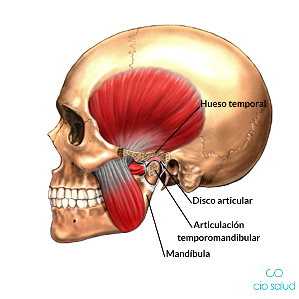 Articulación Temporomandibular (ATM)